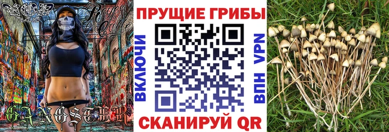 Купить закладки  Волчанск  Галлюциногенные грибы GOLDEN TEACHER 